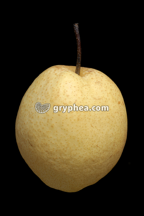 Poire Nashi (Pyrus pyrifolia) - gryphea.com